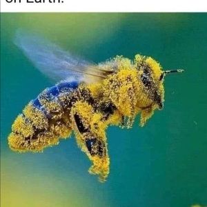 Meet your Posher, Veis